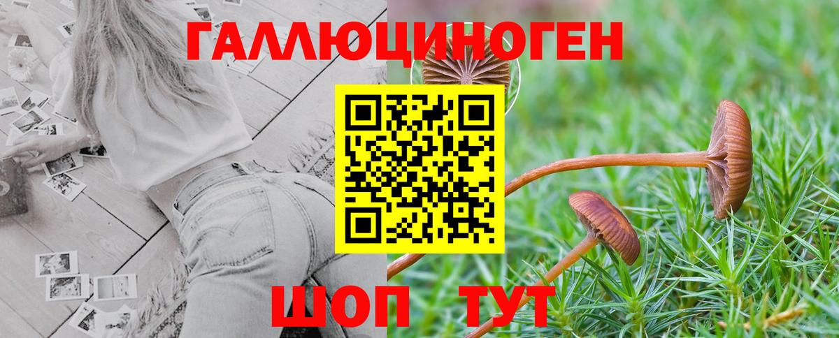 Галлюциногенные грибы Psilocybe  Вход с VPN  Кингисепп 